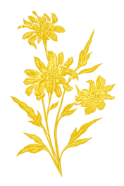 Arrowleaf Pediatrics